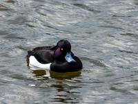 Reiherente Männchen